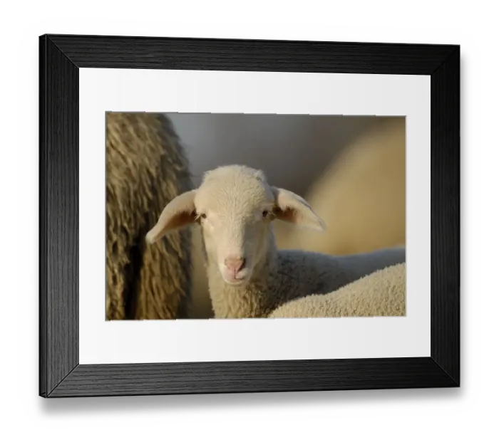 Framed Print : Domestic sheep (Ovis aries), lamb on pasture Framed Print : Domestic sheep (Ovis aries), lamb on pasture