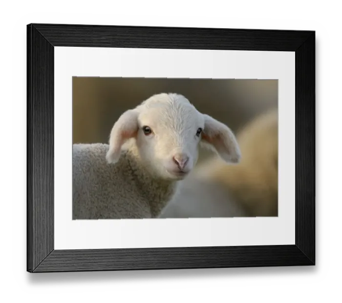 Framed Print : Domestic sheep (Ovis aries), lamb on pasture Framed Print : Domestic sheep (Ovis aries), lamb on pasture