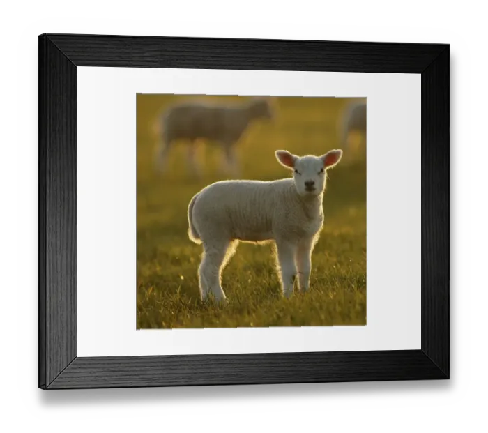 Framed Print : Texel sheep (Ovis Aries), lamb