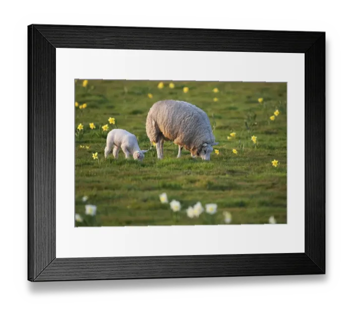 Framed Print : Domestic sheep (Ovis orientalis aries) and a lamb