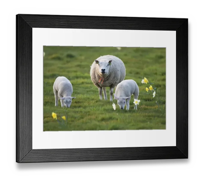 Framed Print : Domestic sheep (Ovis orientalis aries) with lambs