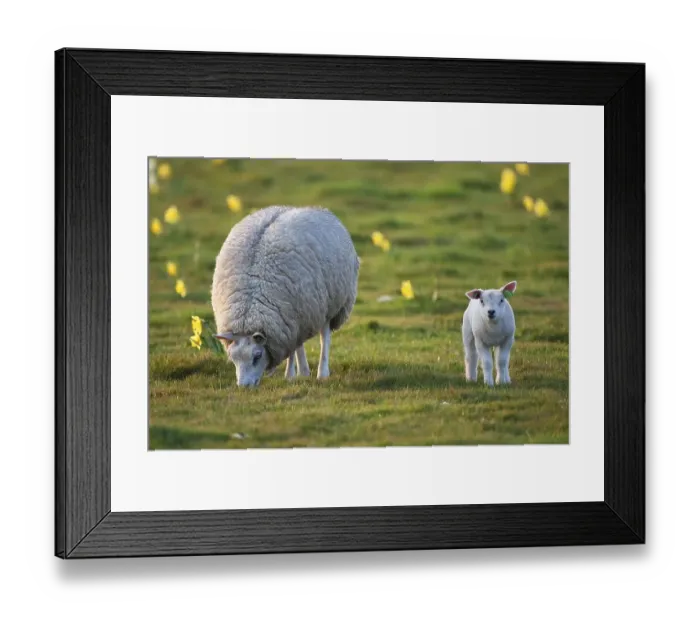 Framed Print : Domestic sheep (Ovis orientalis aries) with a lamb