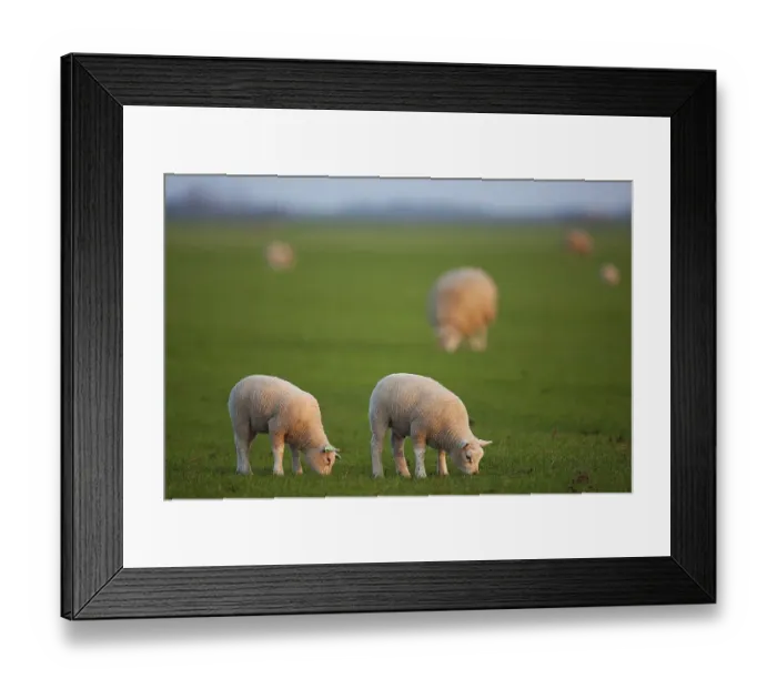 Framed Print : Domestic sheep (Ovis orientalis Aries)