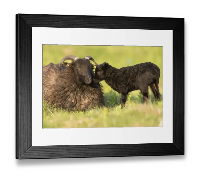 Framed Print : Heidschnucke, moorland sheep (Ovis ammon f) Framed Print : Heidschnucke, moorland sheep (Ovis ammon f)