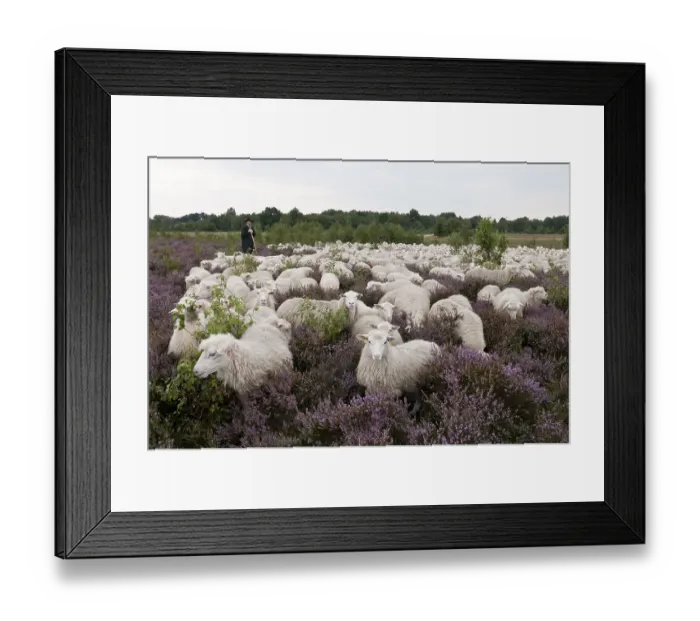 Framed Print : Shepherd with flock of sheep, Moorschnucke