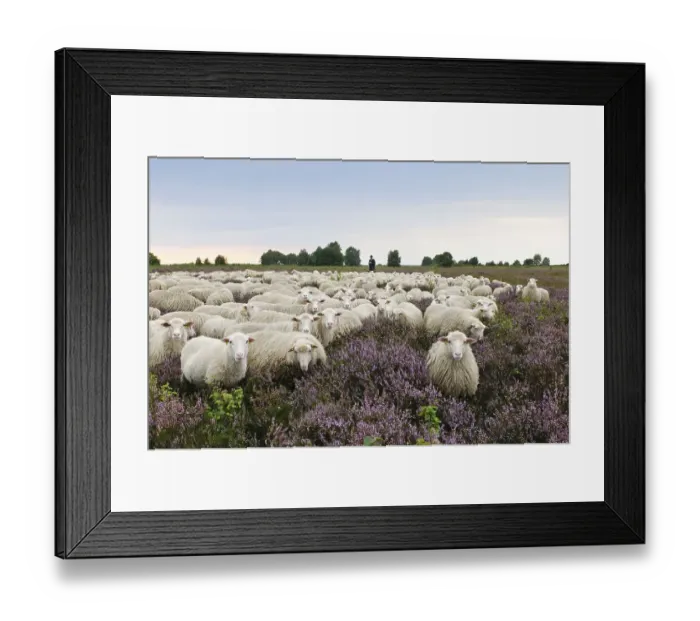 Framed Print : Shepherd with flock of sheep, Moorschnucke Framed Print : Shepherd with flock of sheep, Moorschnucke