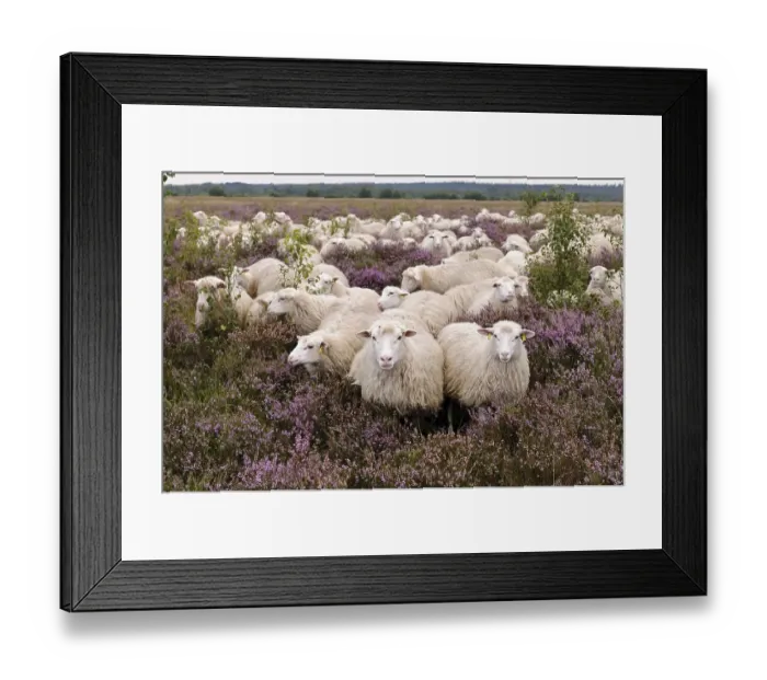 Framed Print : Flock of sheep, moorland snake