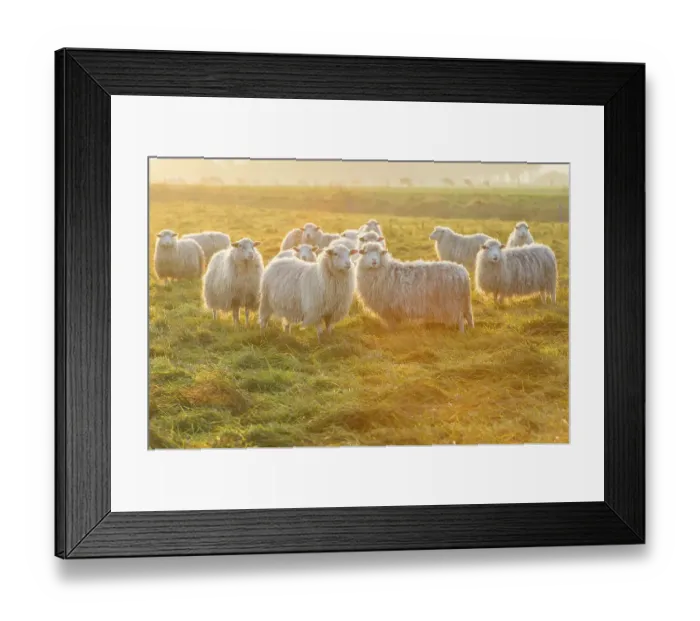 Framed Print : Moorschnucken, Lower Saxony, Germany, Europe Framed Print : Moorschnucken, Lower Saxony, Germany, Europe