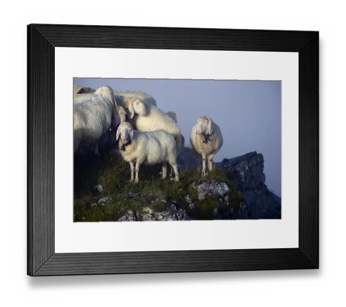 Framed Print : Sheep (Ovis orientalis aries) on a summit with fog Framed Print : Sheep (Ovis orientalis aries) on a summit with fog