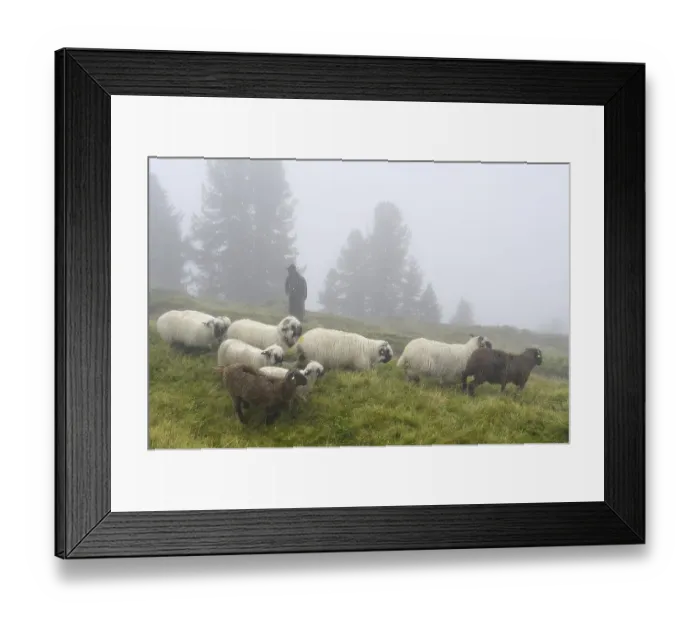 Framed Print : A shepherd with a flock of Valais black-nosed domestic sheep (Ovis orientalis aries)