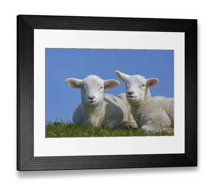 Framed Print : Two white lambs of domestic sheep portrayed resting in field against blue sky in spring Framed Print : Two white lambs of domestic sheep portrayed resting in field against blue sky in spring