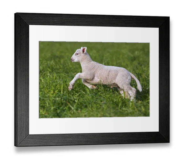 Framed Print : White lamb of domestic sheep running in grassland