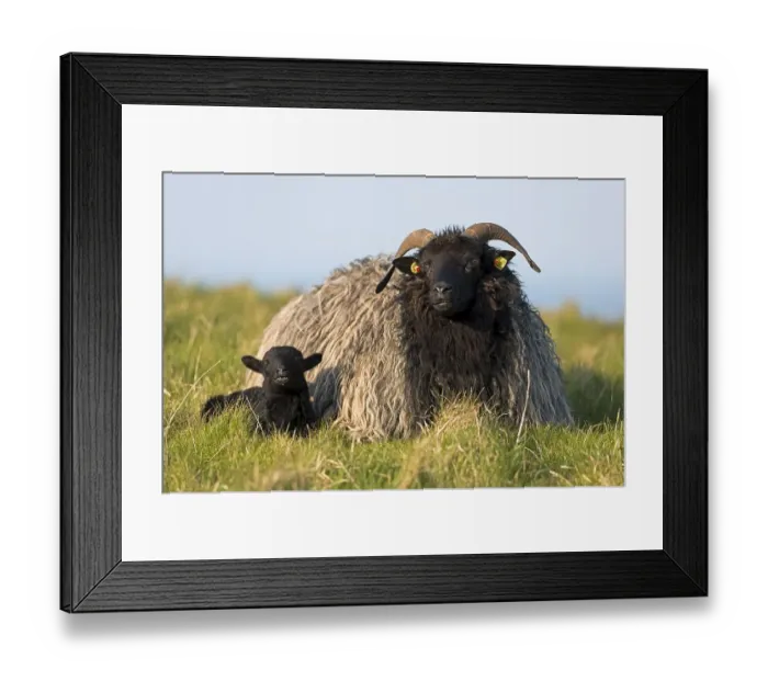 Framed Print : Heidschnucke moorland sheep and lamb Framed Print : Heidschnucke moorland sheep and lamb