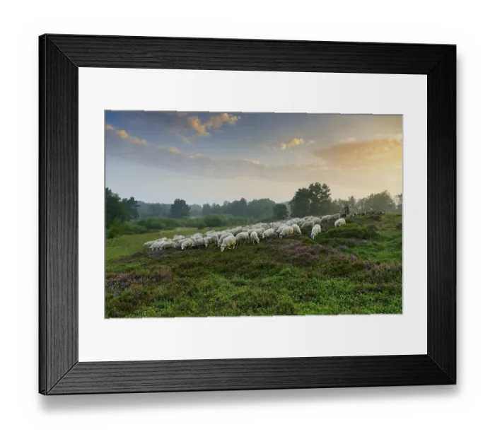 Framed Print : Shepherd with a flock of sheep in the heath at sunrise Framed Print : Shepherd with a flock of sheep in the heath at sunrise