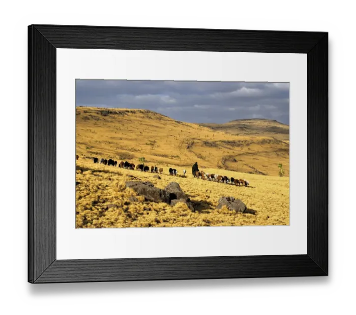 Framed Print : Shepherd with herd of sheep in Semien Mountains National Park near Geech Ethiopia