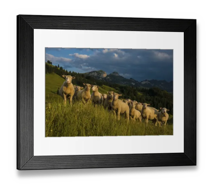 Framed Print : Sheep, Faehnerenspitz, sunset, view of the Alpstein massif with the Hohen Kasten Framed Print : Sheep, Faehnerenspitz, sunset, view of the Alpstein massif with the Hohen Kasten