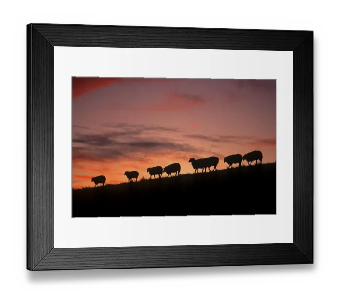 Framed Print : Country sheep, domestic sheep, flock of sheep at the dike Framed Print : Country sheep, domestic sheep, flock of sheep at the dike