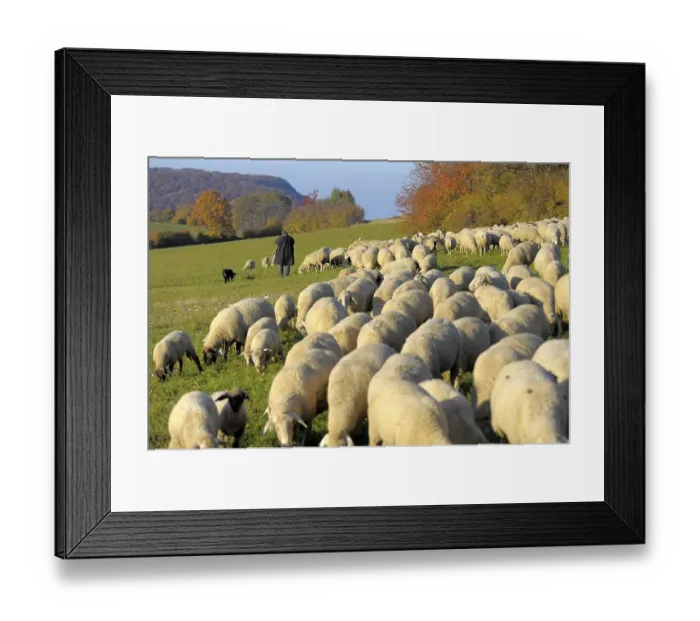 Framed Print : Landscape : Swabian Alb Flock of sheep in autumn on pasture
