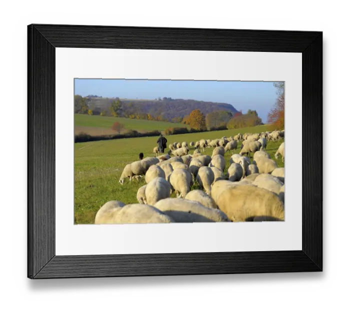 Framed Print : Landscape : Swabian Alb Flock of sheep in autumn on pasture