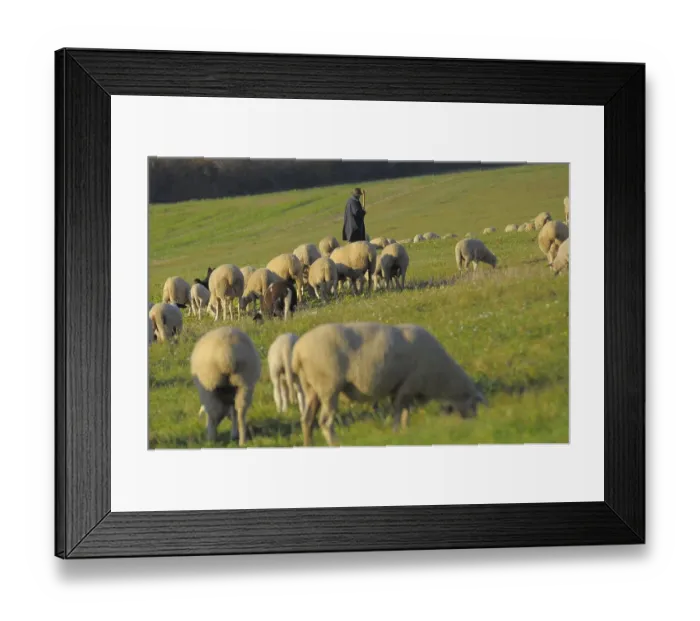 Framed Print : Landscape : Swabian Alb Flock of sheep in autumn on pasture Framed Print : Landscape : Swabian Alb Flock of sheep in autumn on pasture