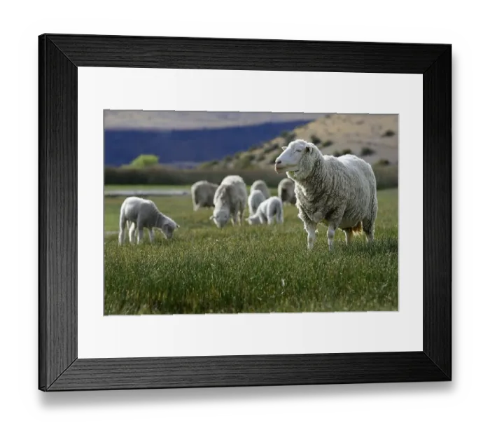 Framed Print : Flock of heep on the pasture, near Perito Moreno
