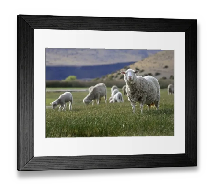 Framed Print : Flock of heep on the pasture, near Perito Moreno
