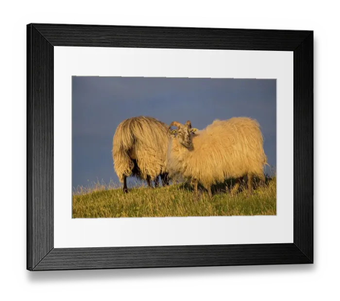 Framed Print : Wild sheep (Ovis) in the evening light, Helgoland Framed Print : Wild sheep (Ovis) in the evening light, Helgoland