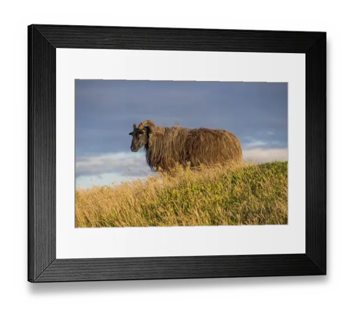 Framed Print : Wild sheep (Ovis) in the evening light, Helgoland