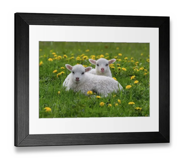 Framed Print : Lamb from Skudde on a meadow. The East Prussian Skudde with lamb