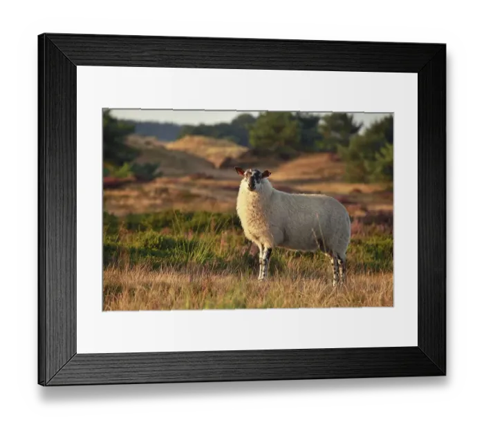 Framed Print : Sheep on hill with heather in sunset sunlight