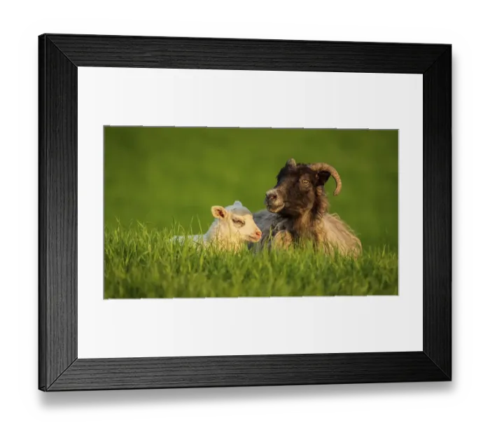 Framed Print : A lamb and a sheep in the grass