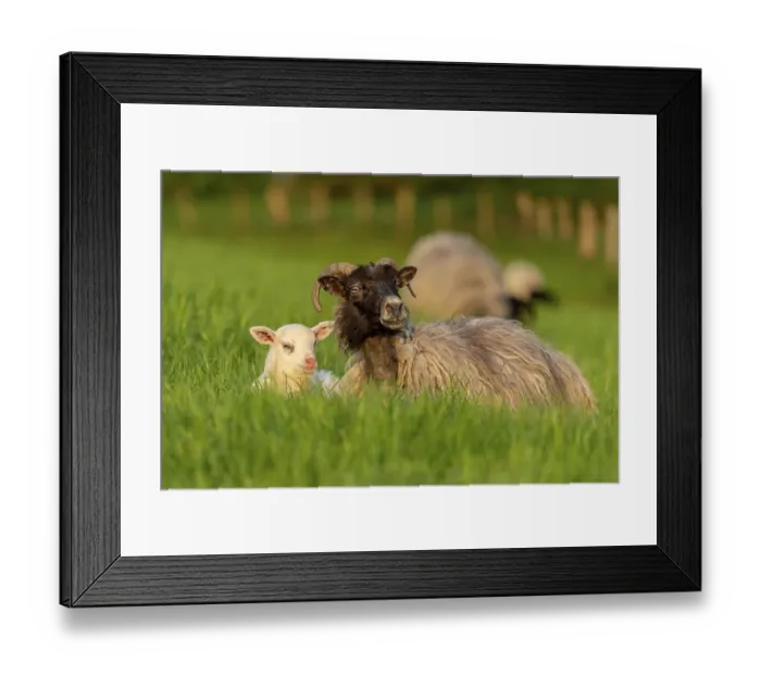 Framed Print : A lamb and a sheep in the grass Framed Print : A lamb and a sheep in the grass