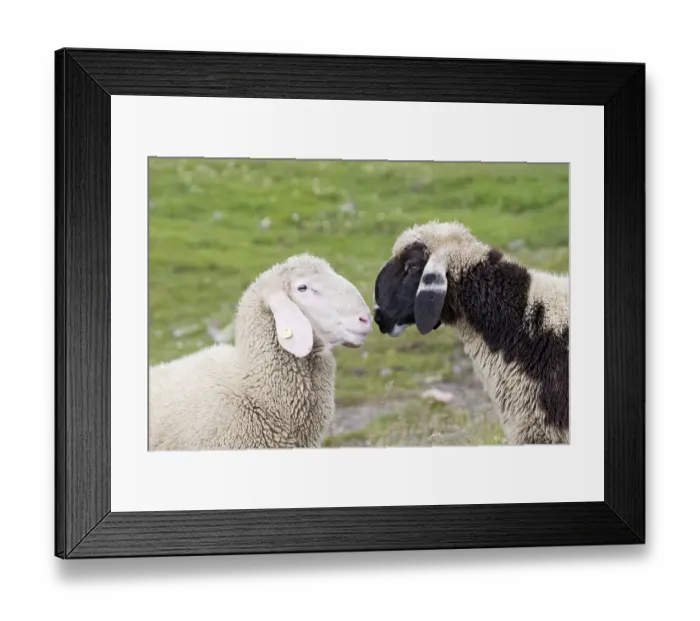 Framed Print : Two sheep on a meadow, National Park Hohe Tauern