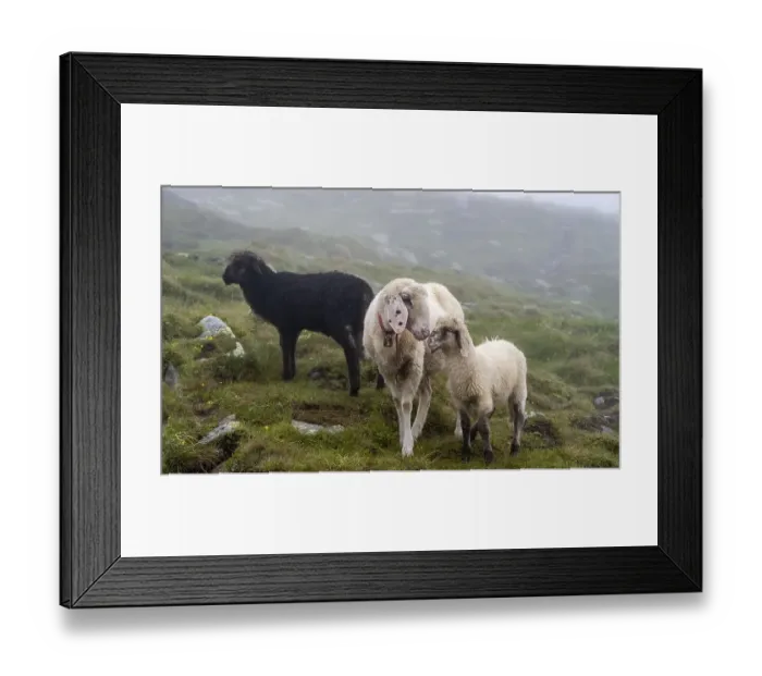 Framed Print : Black and white sheep, mother with young Framed Print : Black and white sheep, mother with young