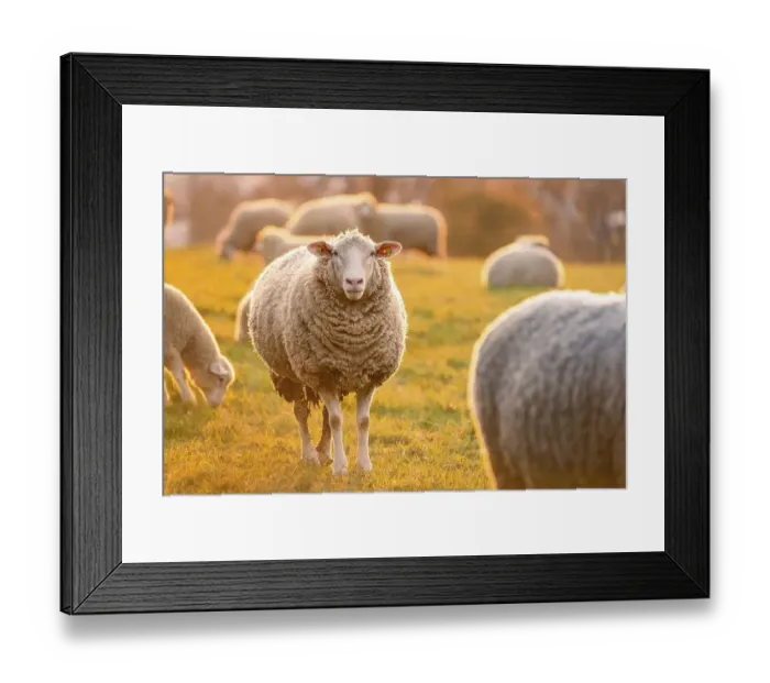 Framed Print : Sheep in the light of the evening sun