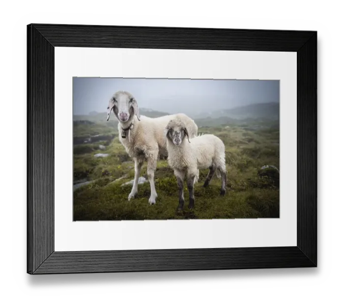 Framed Print : Mother with young animal, domestic sheep on alpine meadow Framed Print : Mother with young animal, domestic sheep on alpine meadow