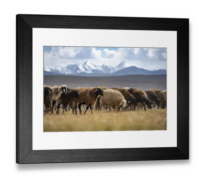 Framed Print : Flock of sheep on a plateau, Ak Shyrak Mountains