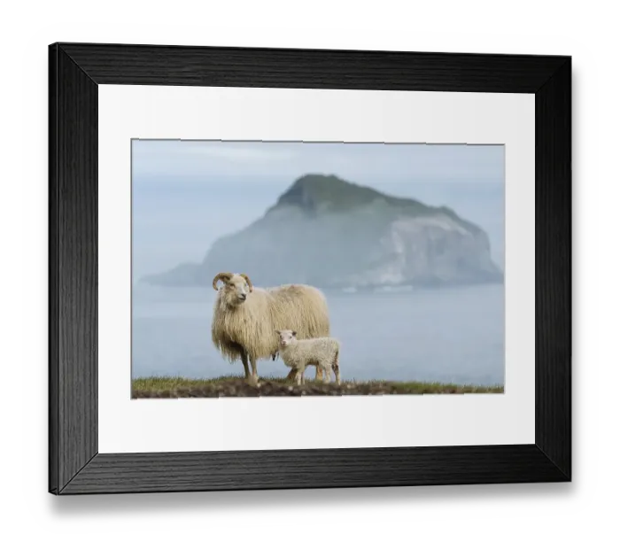 Framed Print : Ewe and lamb (Ovis), Hafnarnes