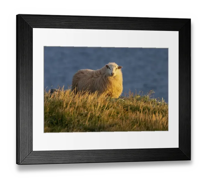 Framed Print : Domestic sheep (Ovis aries) in the evening light Framed Print : Domestic sheep (Ovis aries) in the evening light