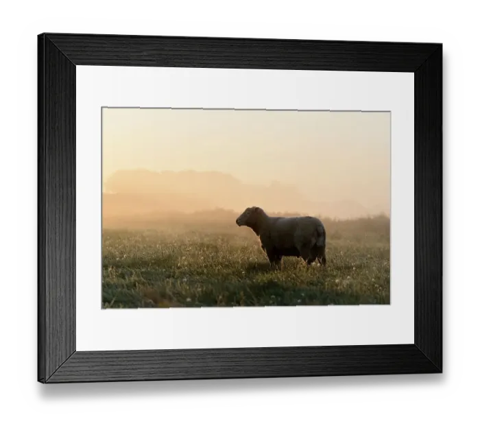 Framed Print : Domestic sheep (Ovis aries gmelini) in mist Framed Print : Domestic sheep (Ovis aries gmelini) in mist