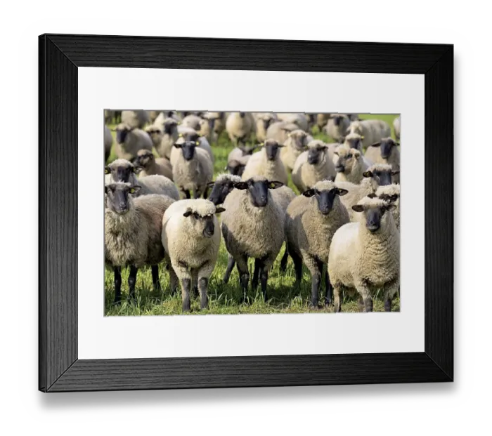 Framed Print : Domestic sheep (Ovis gmelini aries) Framed Print : Domestic sheep (Ovis gmelini aries)
