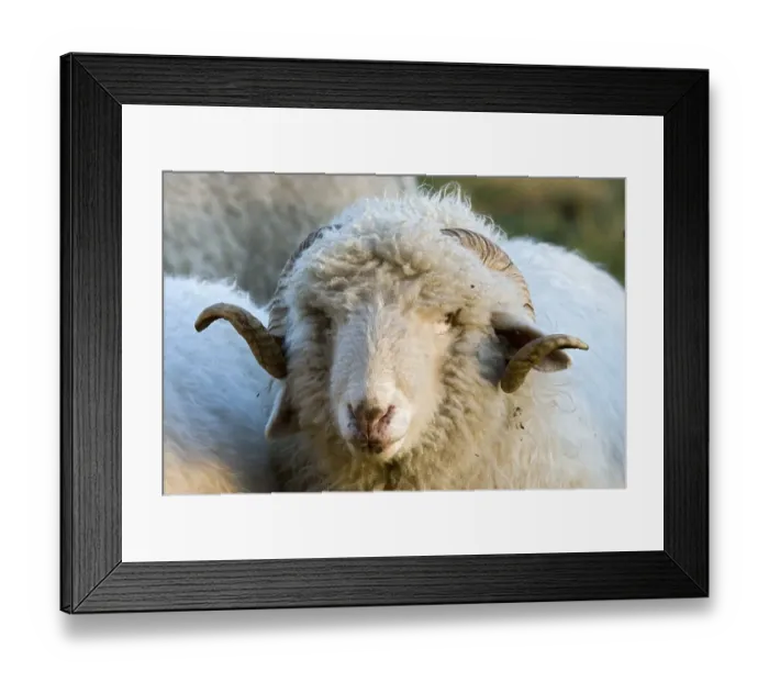 Framed Print : Domestic sheep (Ovis orientalis aries) Framed Print : Domestic sheep (Ovis orientalis aries)