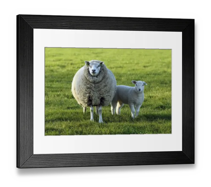 Framed Print : Sheep (Ovis) with lamb in a meadow Framed Print : Sheep (Ovis) with lamb in a meadow