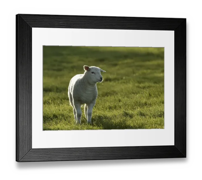 Framed Print : Sheep (Ovis), lamb standing in a meadow