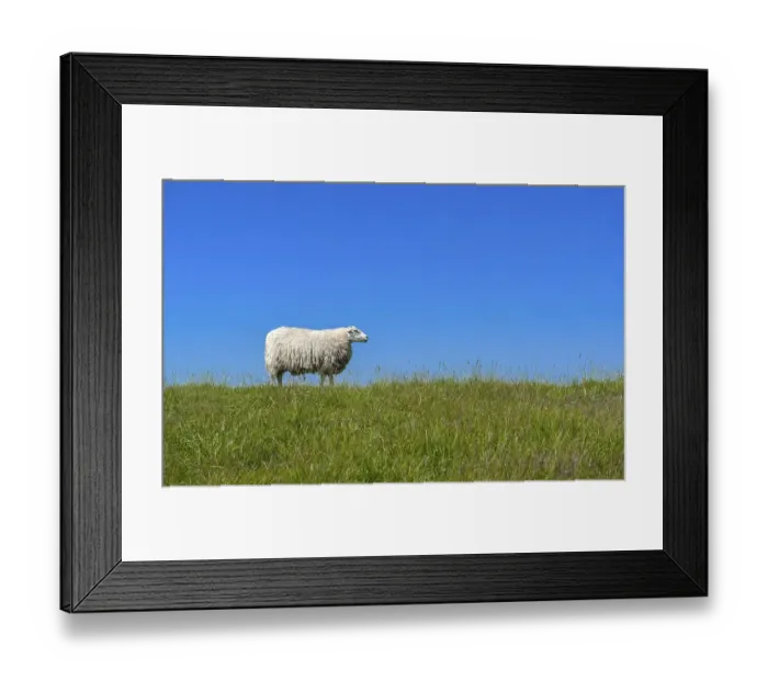 Framed Print : Sheep (Ovis orientalis aries) standing on a dike