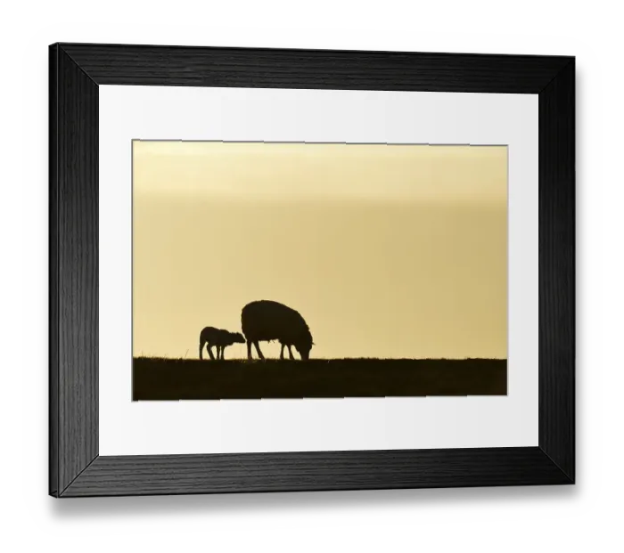 Framed Print : Texel sheep, mouflons (Ovis orientalis aries)