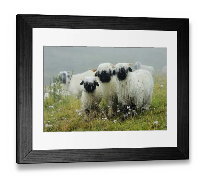 Framed Print : Valais black-nosed domestic sheep (Ovis orientalis aries) Framed Print : Valais black-nosed domestic sheep (Ovis orientalis aries)