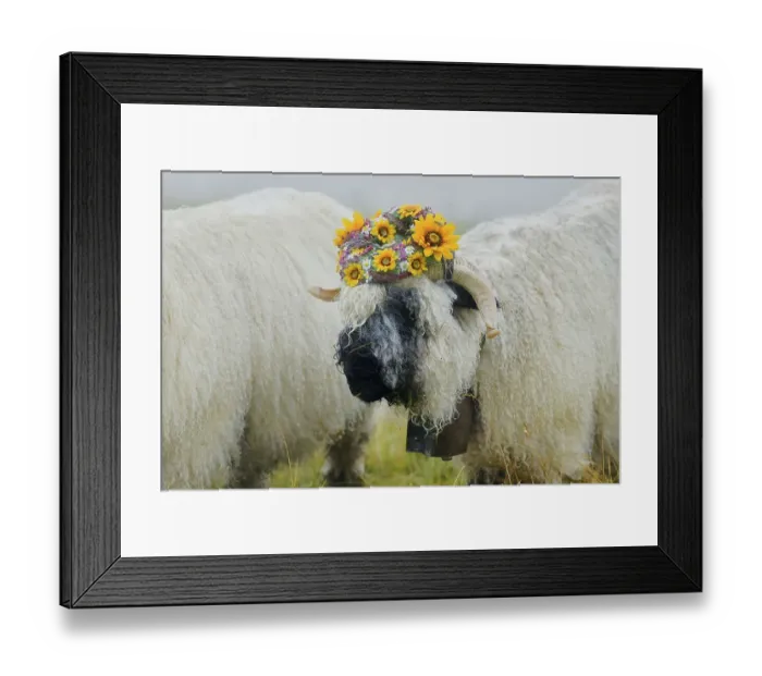 Framed Print : Valais black-nosed ewe (Ovis orientalis aries)