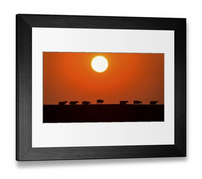 Framed Print : Domestic sheep (Ovis orientalis aries)