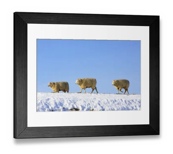 Framed Print : Domestic Sheep (Ovis ammon f. aries ) on a dike in winter Framed Print : Domestic Sheep (Ovis ammon f. aries ) on a dike in winter